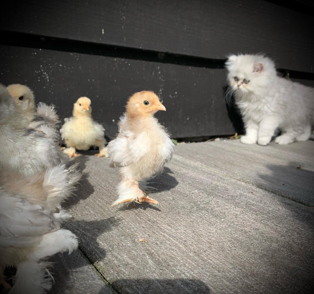 Lieve  jonge Cochin kuikens supertam