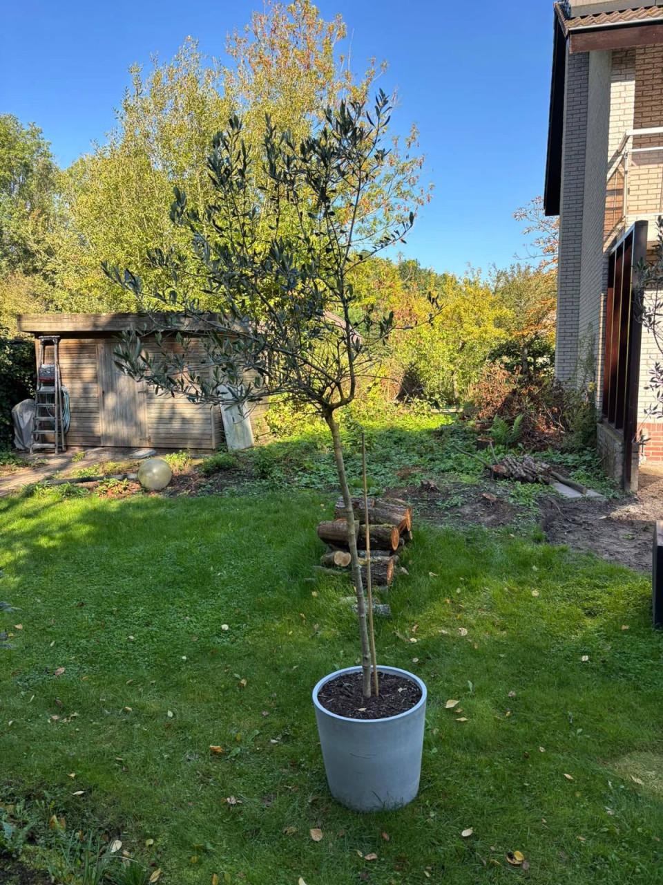 Drie olijfbomen in pot