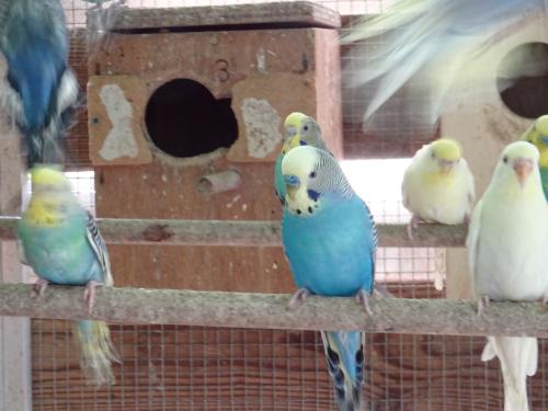 Te koop prachtige grasparkieten  broedrijp  p/st €6.00