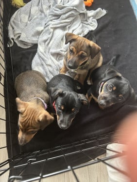 Jackrussel pups