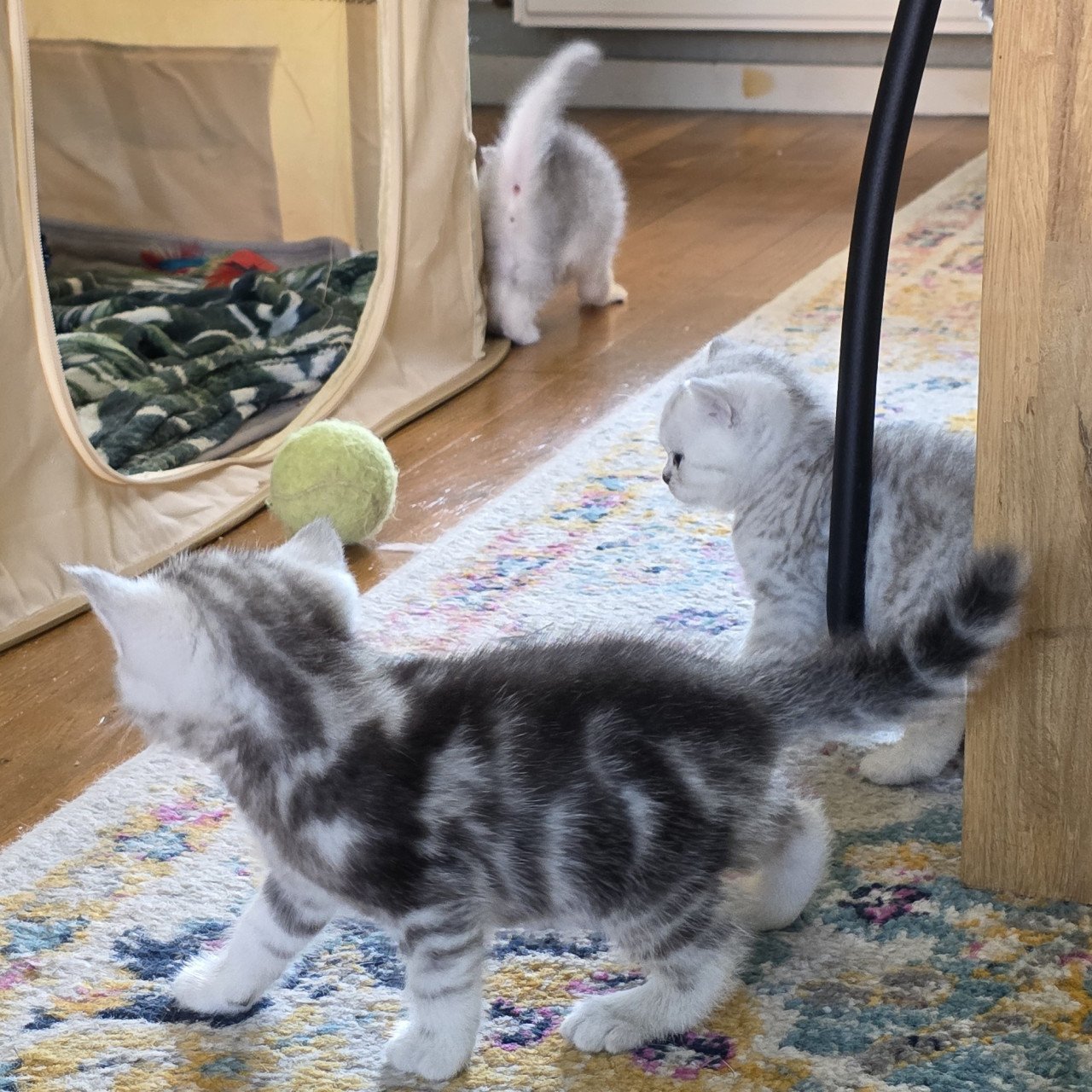 Brits korthaar silver tabby (Whiskas)