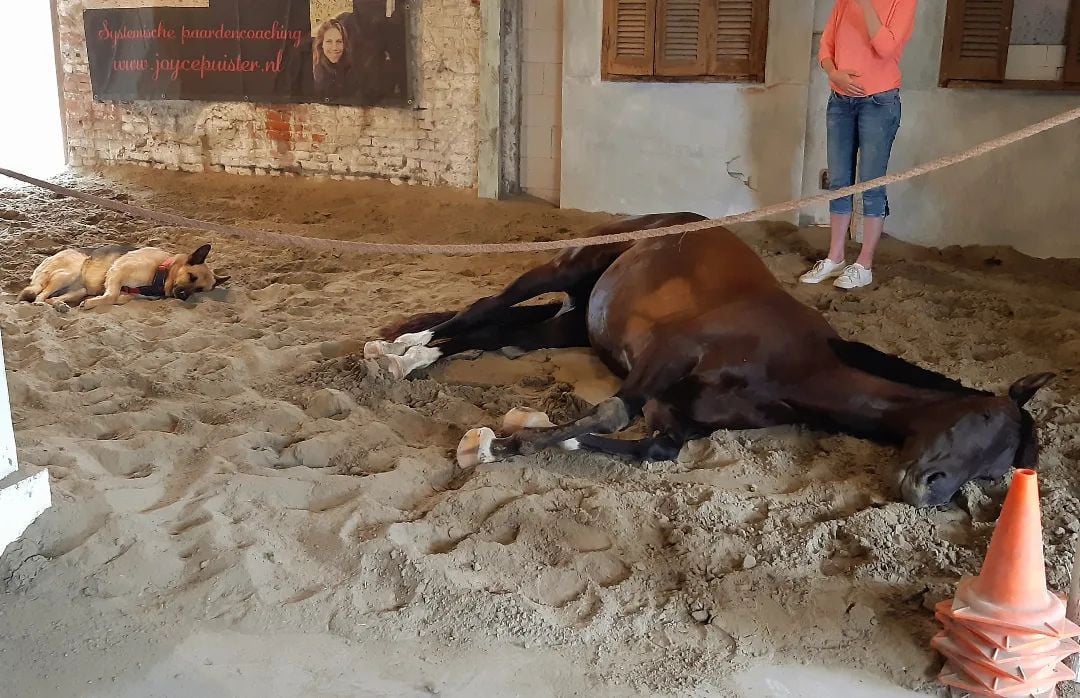 Familieopstellingen met paarden