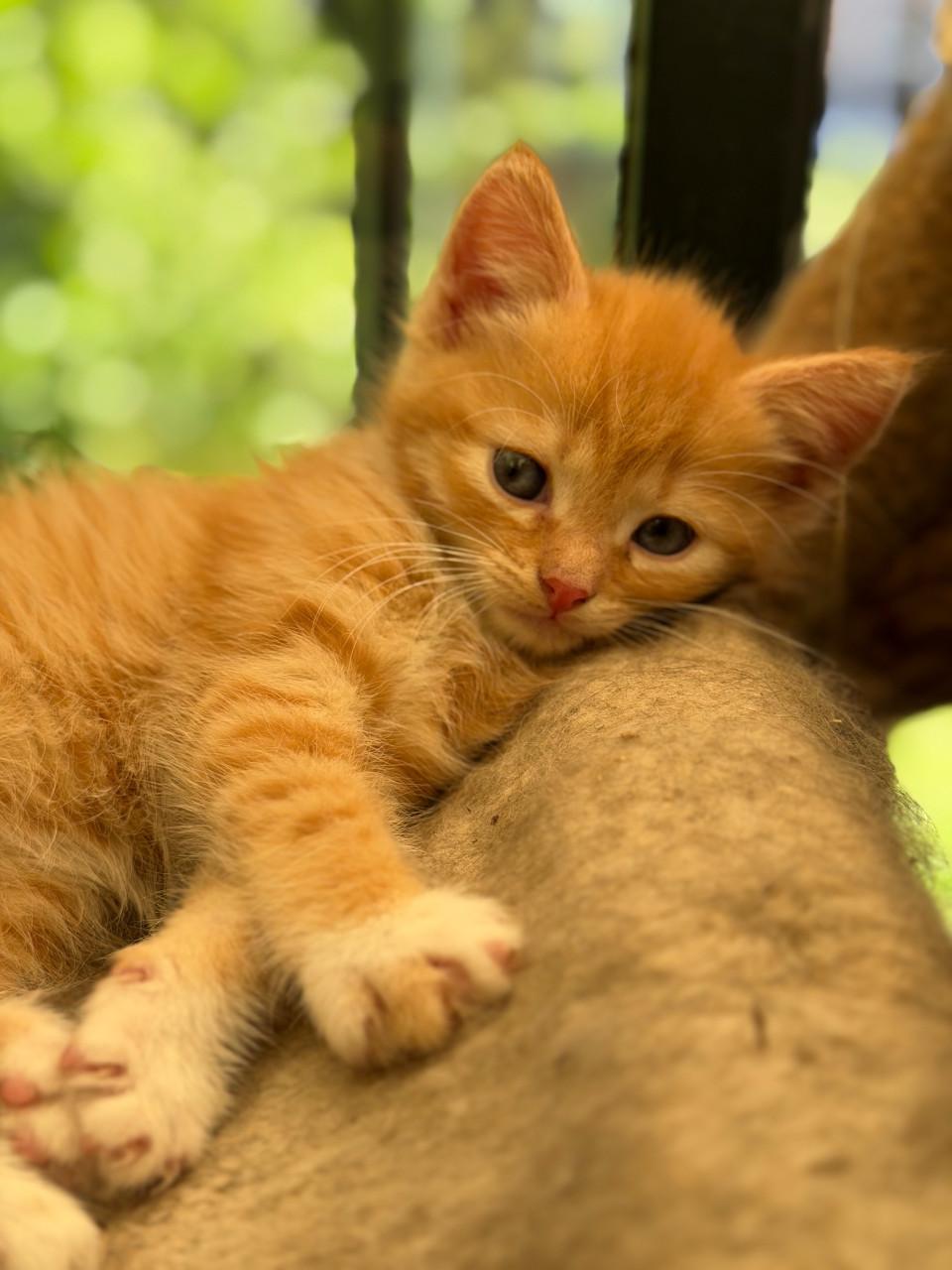 Prachtige kittens