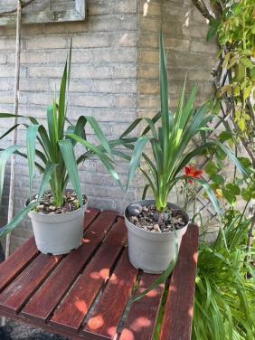 2 yucca's 75 cm. hoog