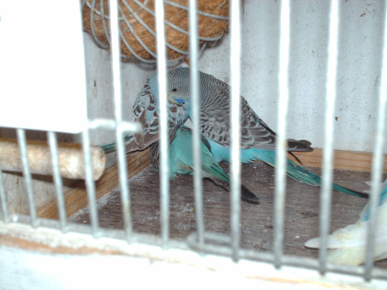 Te koop  : 7 Jonge grasparkieten.