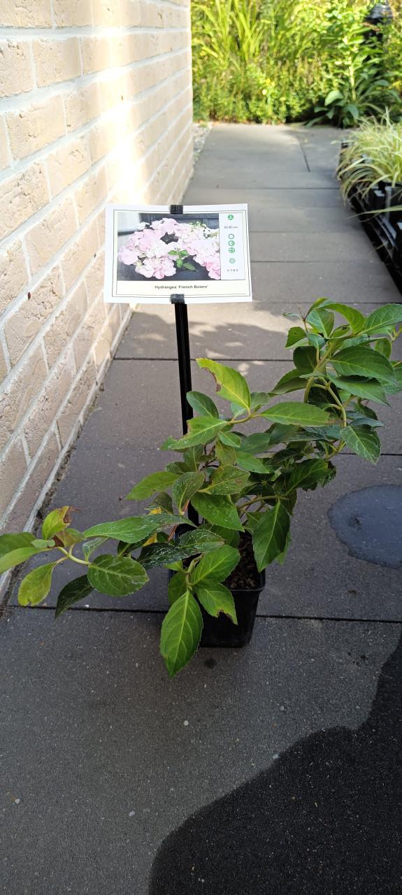 Mooie Hortensia's te diverse kleuren en soorten ! Nu 3 voor €10,-
