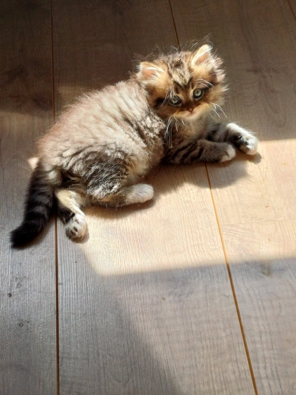 We hebben 2 prachtige langhaar kittens beschikbaar,