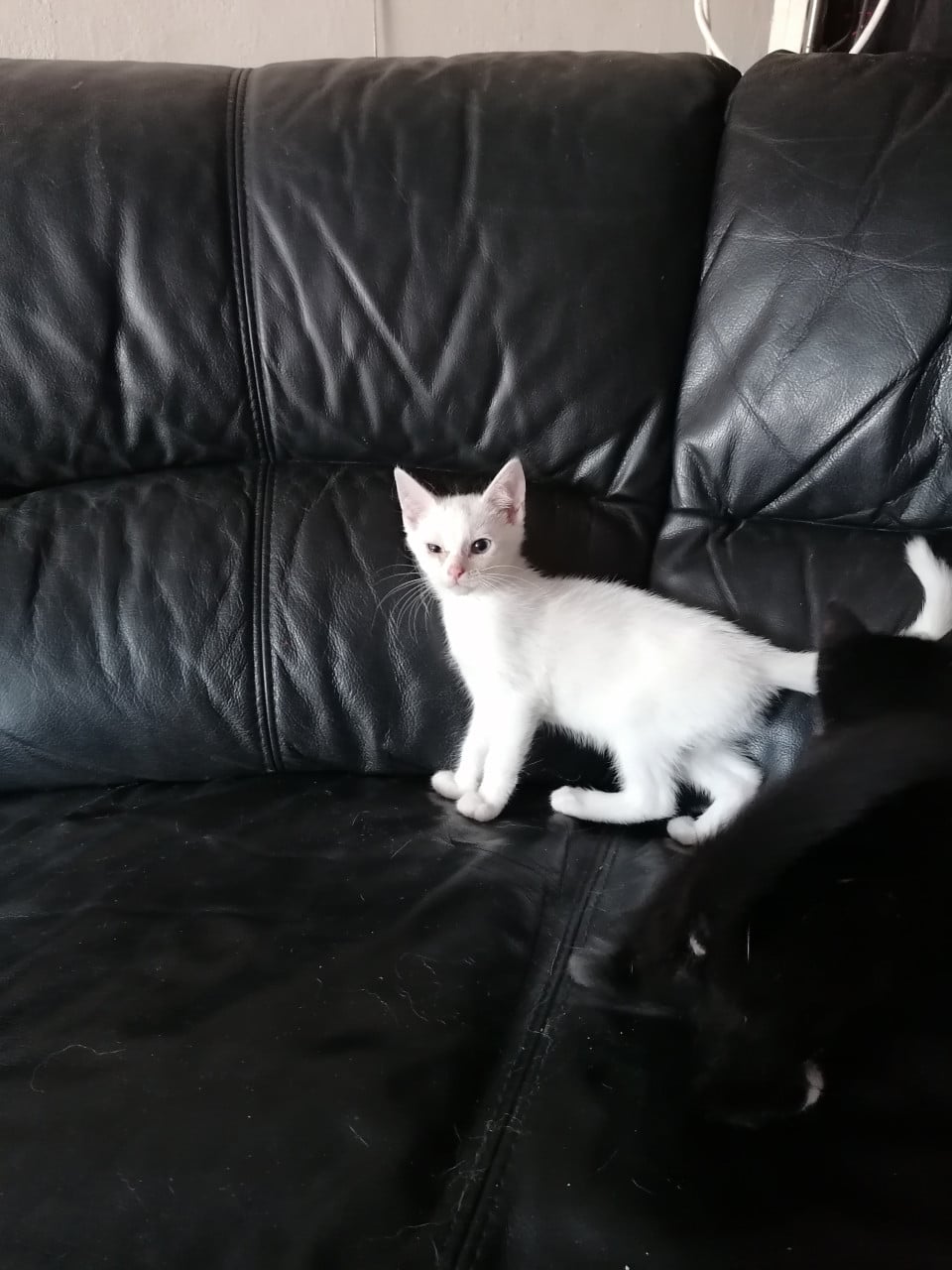 Kittens