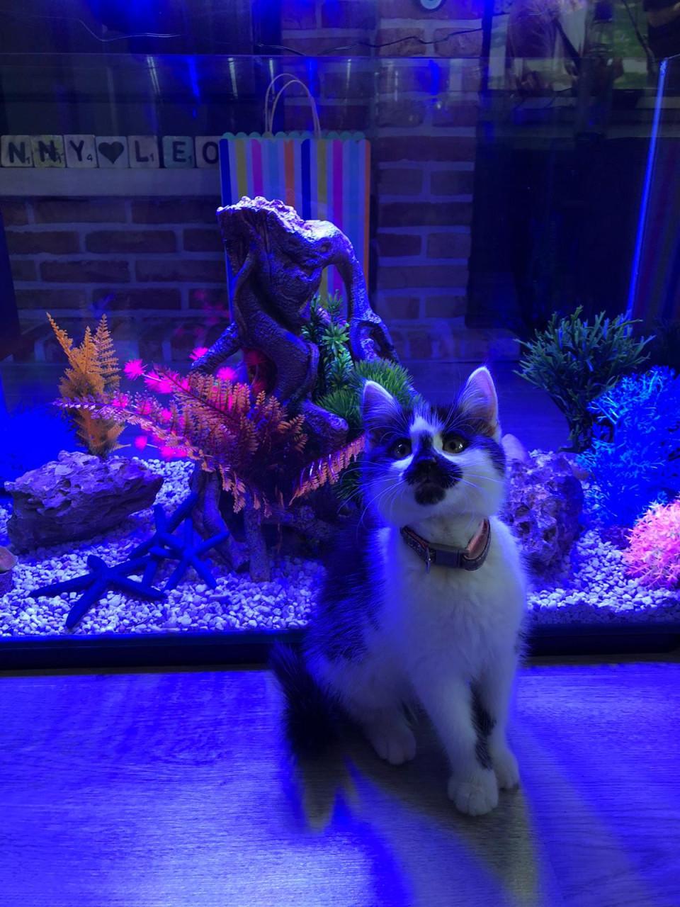 Superfish Home 110 Aquarium Black Inclusief Alle Toebehoren Te Koop