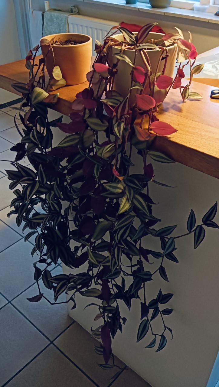 2 x tradescantia a.k.a. Vaderplant