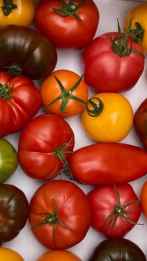 Tomatenplanten, 25 soorten