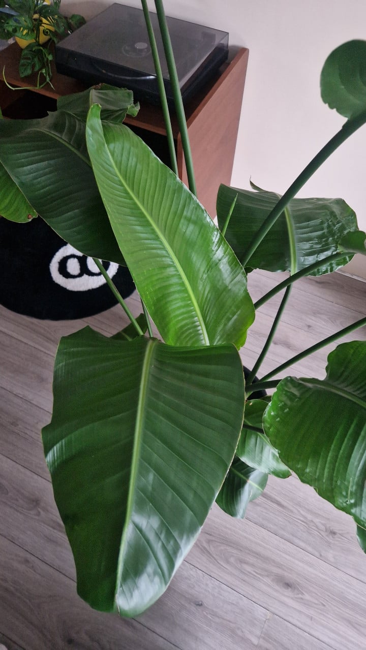 Paradijsvogelplant in pot!