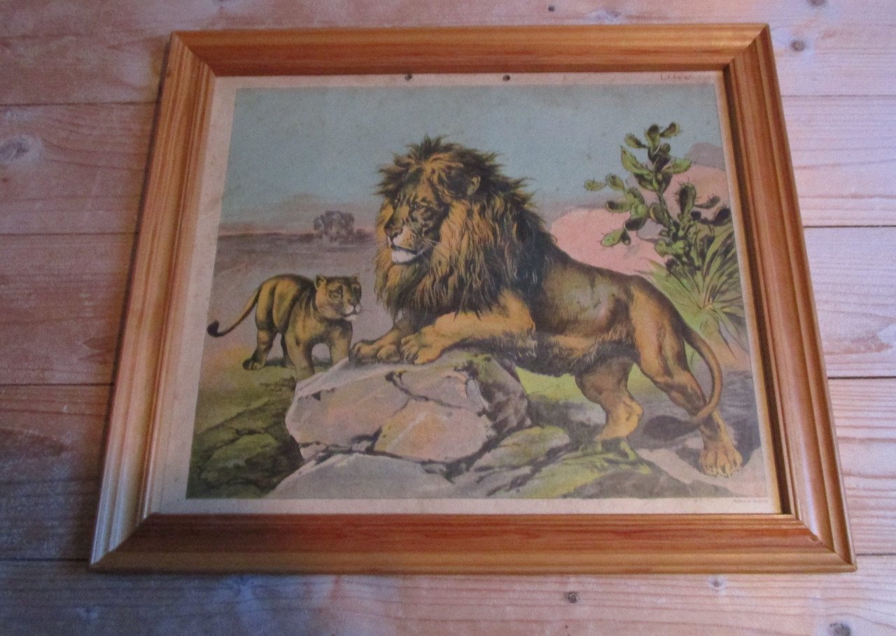 Lijst met leeuwen oude schoolprent achter glas afm:47x41cm.