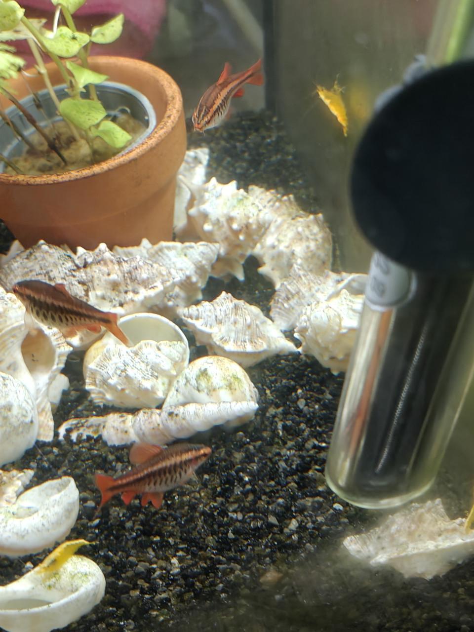 Vissen en aquarium