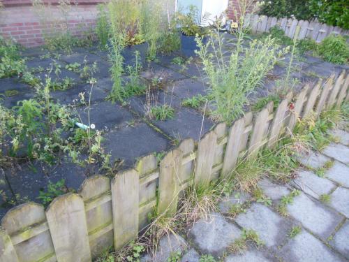 Tuinonderhoud & hulp in de tuin – betaalbaar en betrouwbaar (Zeeland)