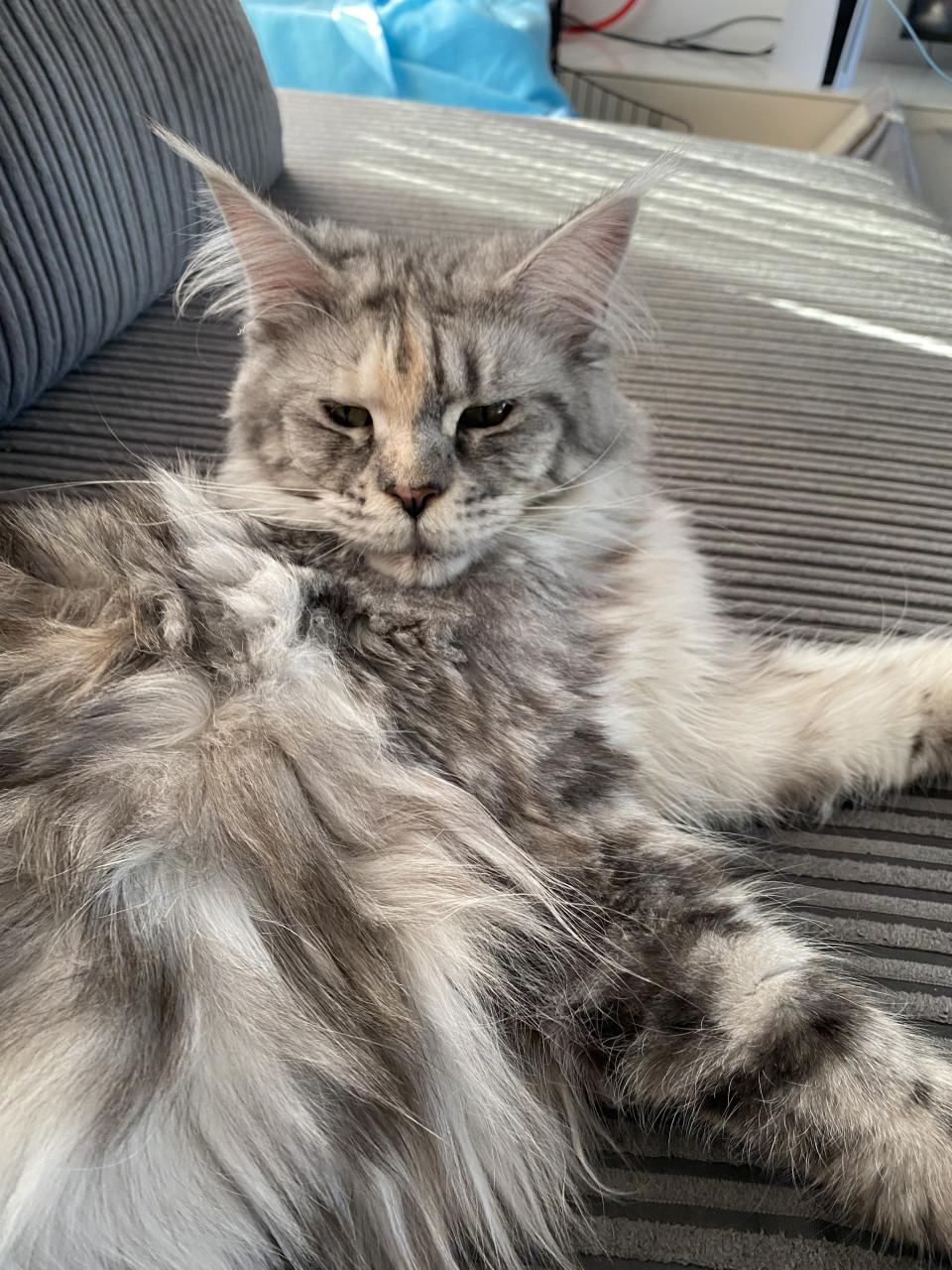 Maine coon “Zena” 1jaar 9mnd