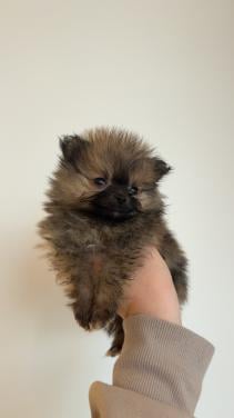 Klein pomeranian reutje