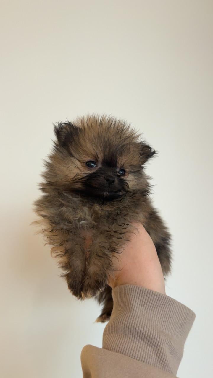 Klein pomeranian reutje