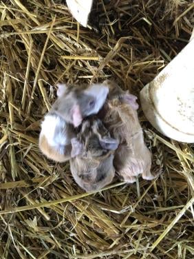 Knappe baby cavia’s!!