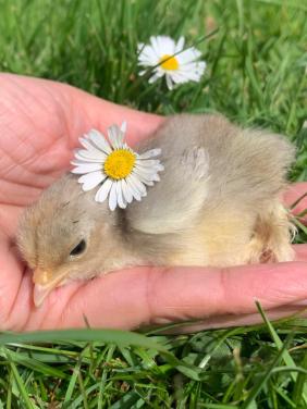 Lieve kuikentjes 🐣