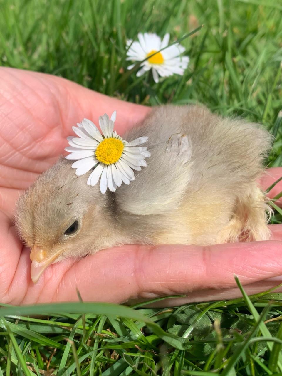 Lieve kuikentjes 🐣