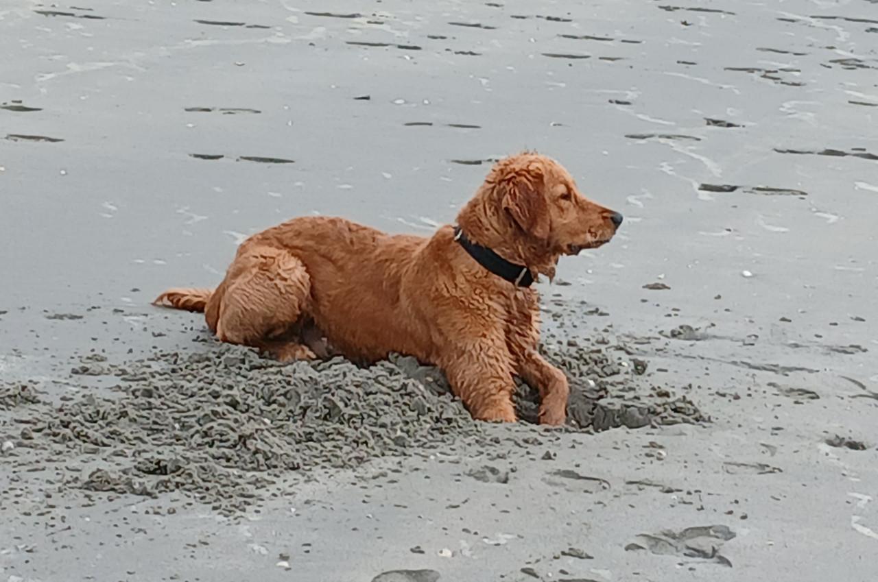 Golden retriever 14mnd reu