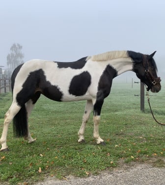 Hele lieve en knappe pony