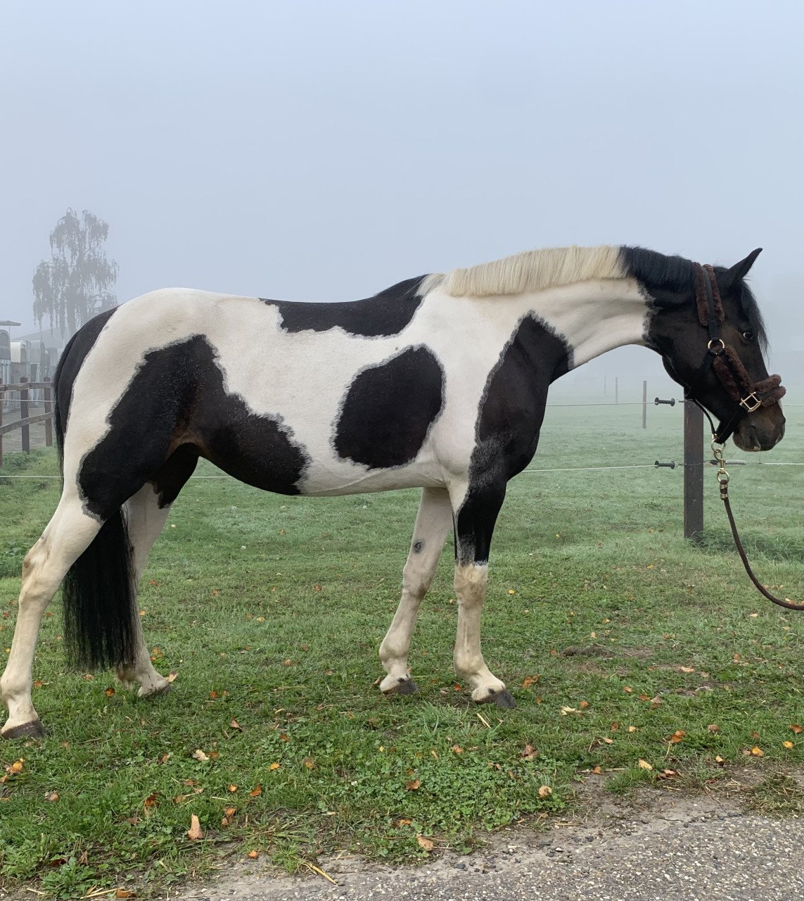 Hele lieve en knappe pony