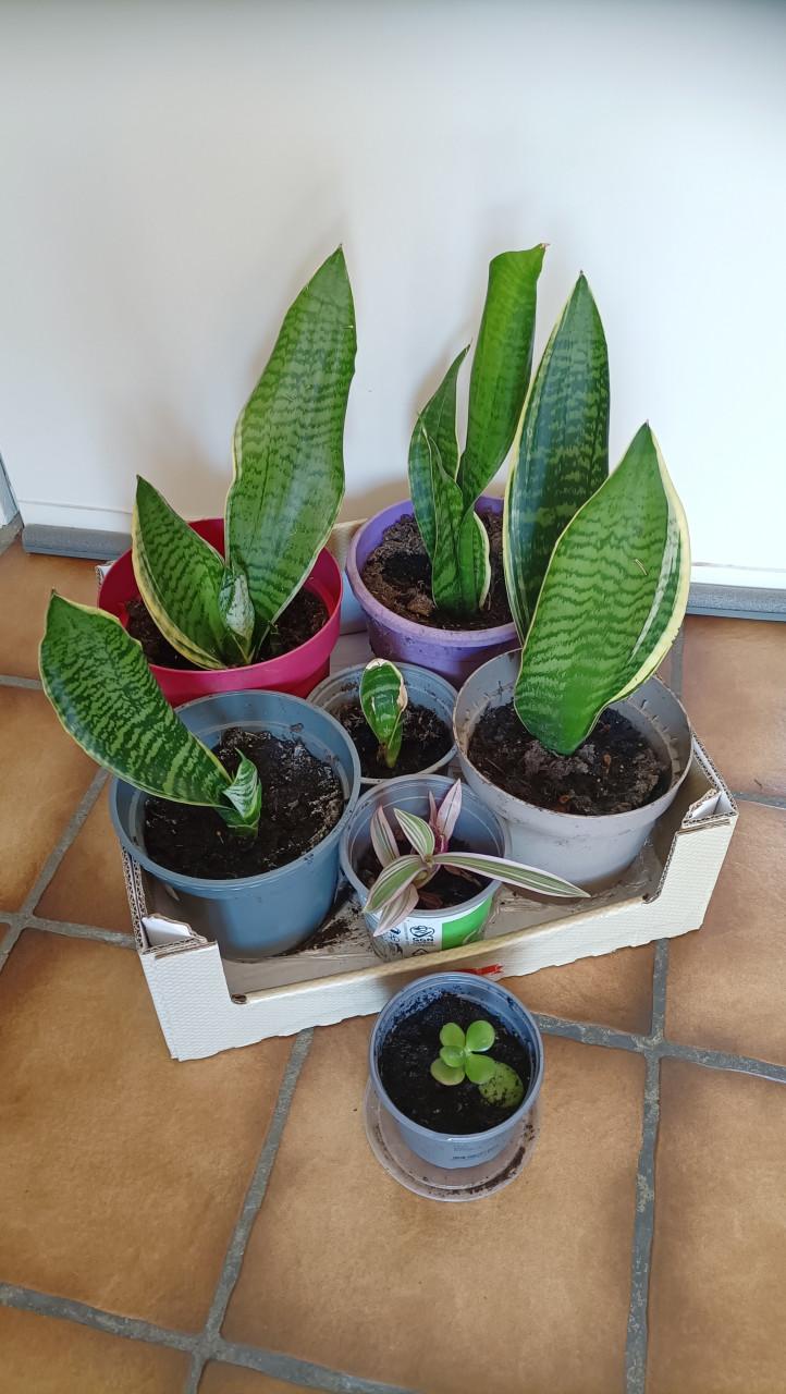 Sansevieria/Vrouwentong planten. De planten staan er mooi bij.