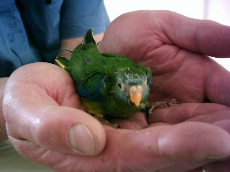 Zaterdagmorgen 13 december vogelbeurs de Vogelvrienden Goes
