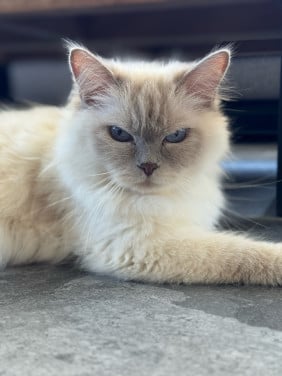 Raszuiver Ragdoll lilac point