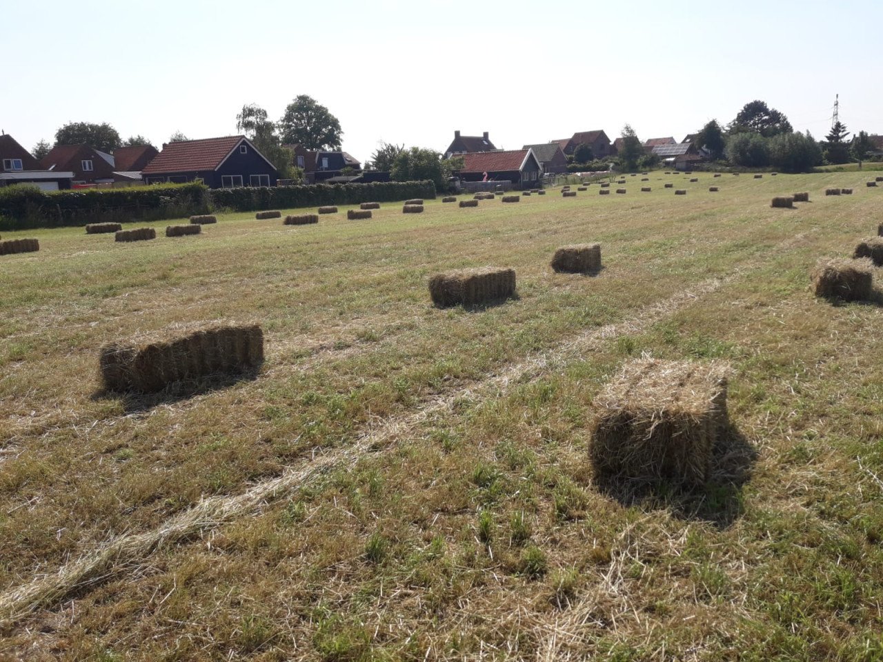Hooibalen - goede kwaliteit weidehooi