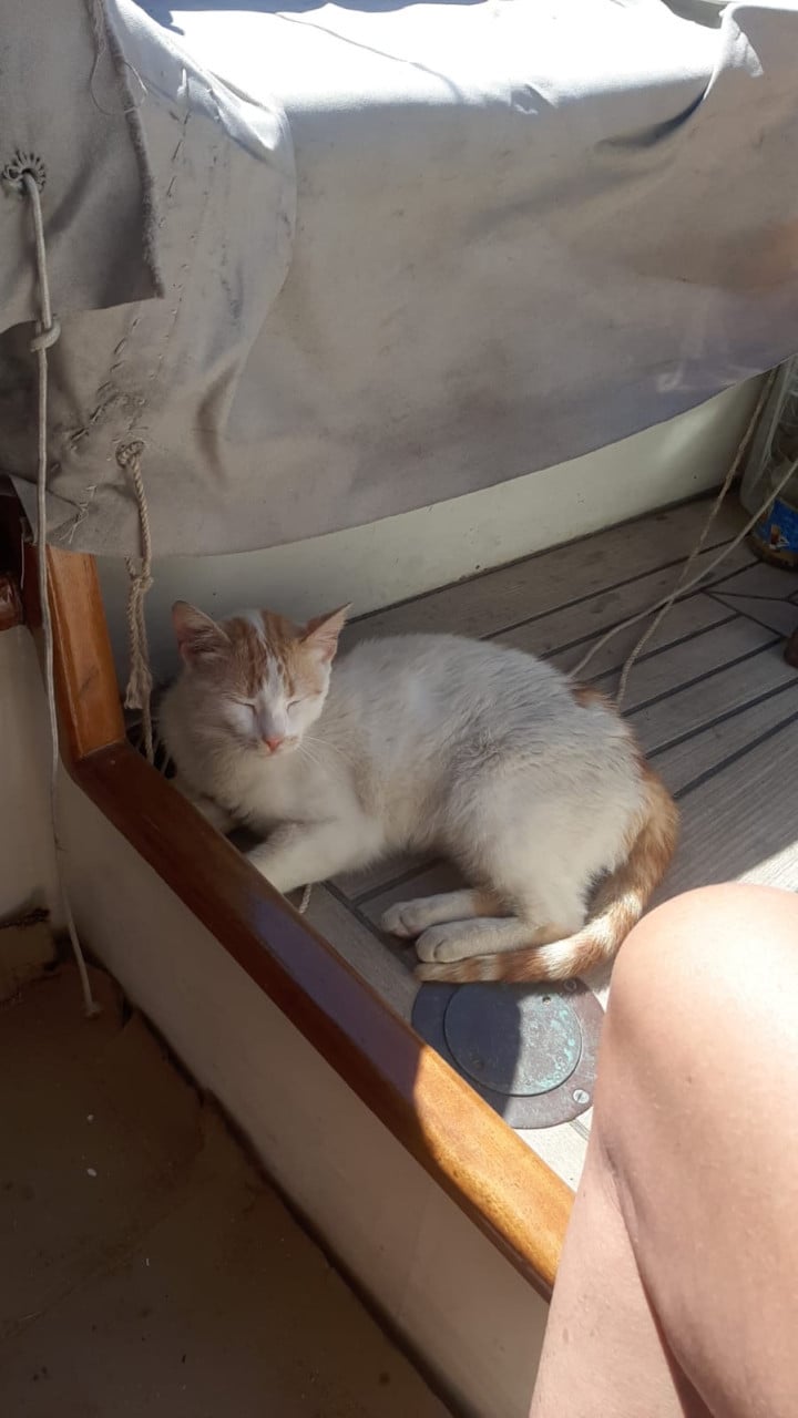 Lieve poes