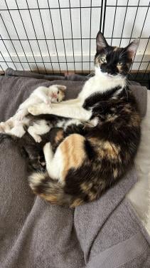 Kittens