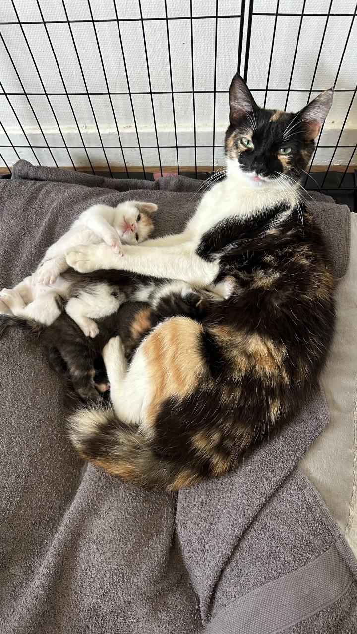 Kittens