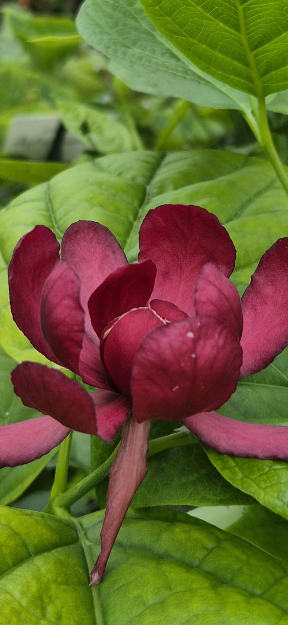 Tuinplanten bio gekweekt