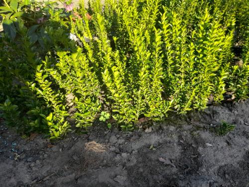 Nieuwe buxus