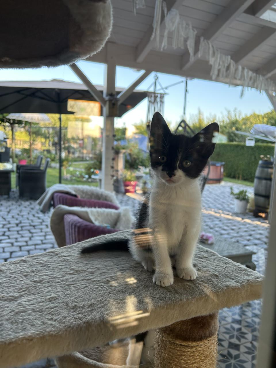 Prachtige kittens 😻😻
