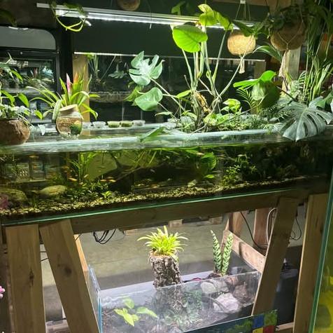 Aquarium, Terrarium & Vijver – Kom langs in onze winkel!