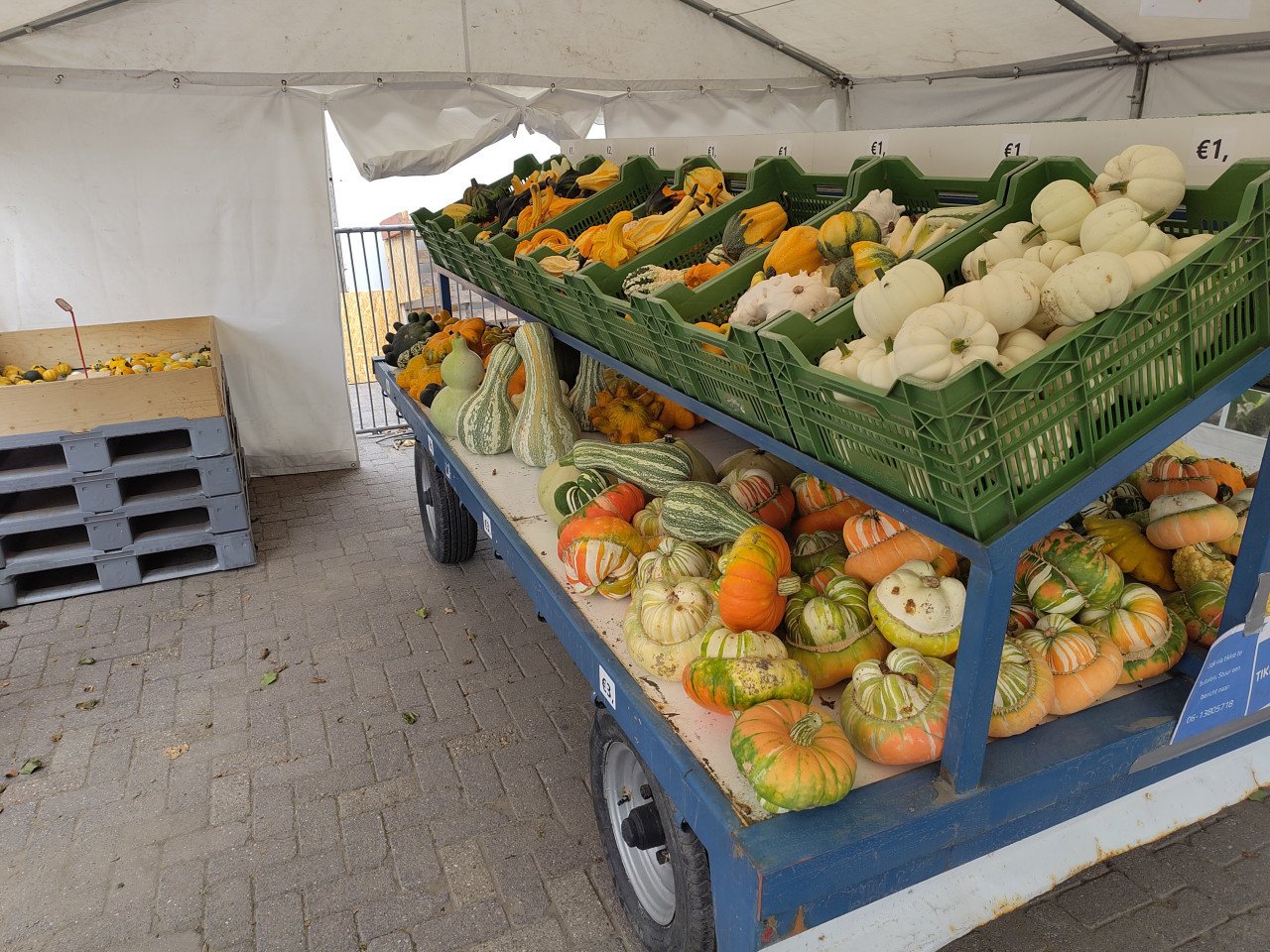 Pompoenen en kalebassen