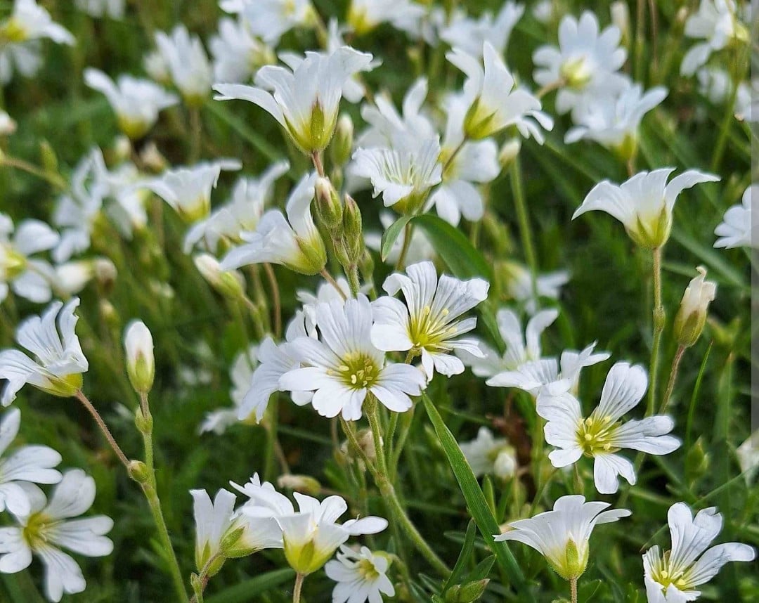 (NIEUWE!!) SIERTUIN EN MOESTUIN PLANTEN bij DE VOORDEUR