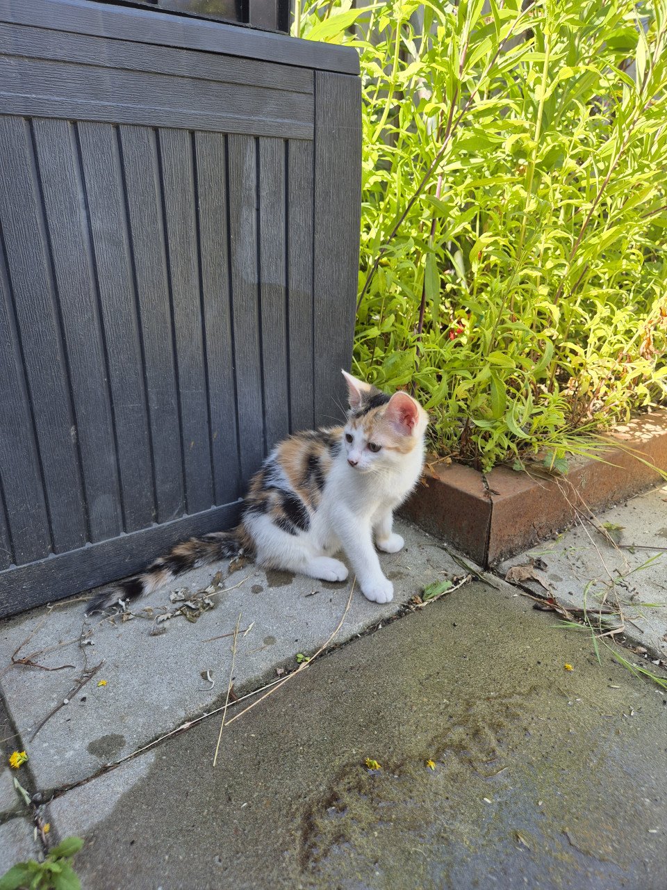 Lieve en zeer goed verzorgde HTK-KITTENS