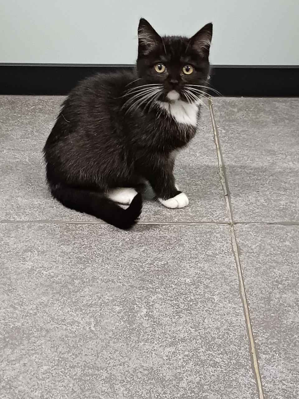 Zeer mooi Brits Korthaar x Ragdoll kitten POESJE