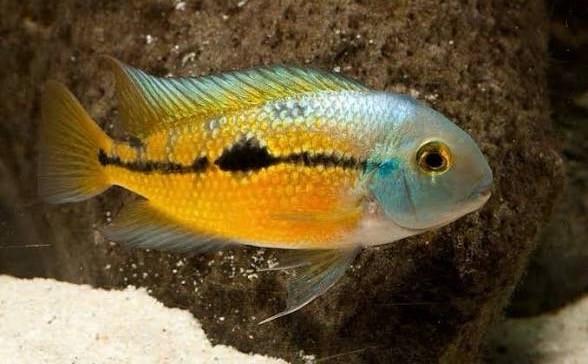 Aquarium vissen