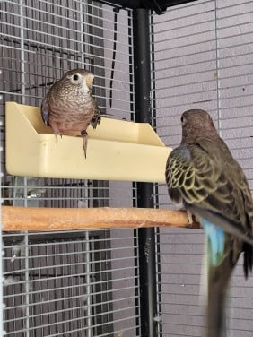 Koppeltje Bourkeparkieten( verkocht)