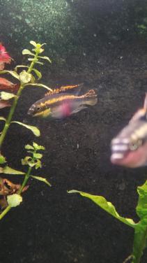 Kersenbuik chichlides