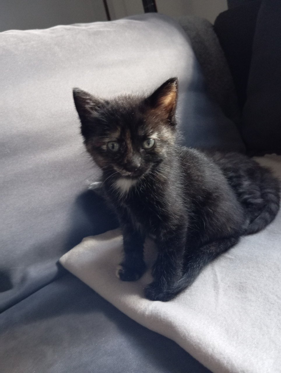 Kittens