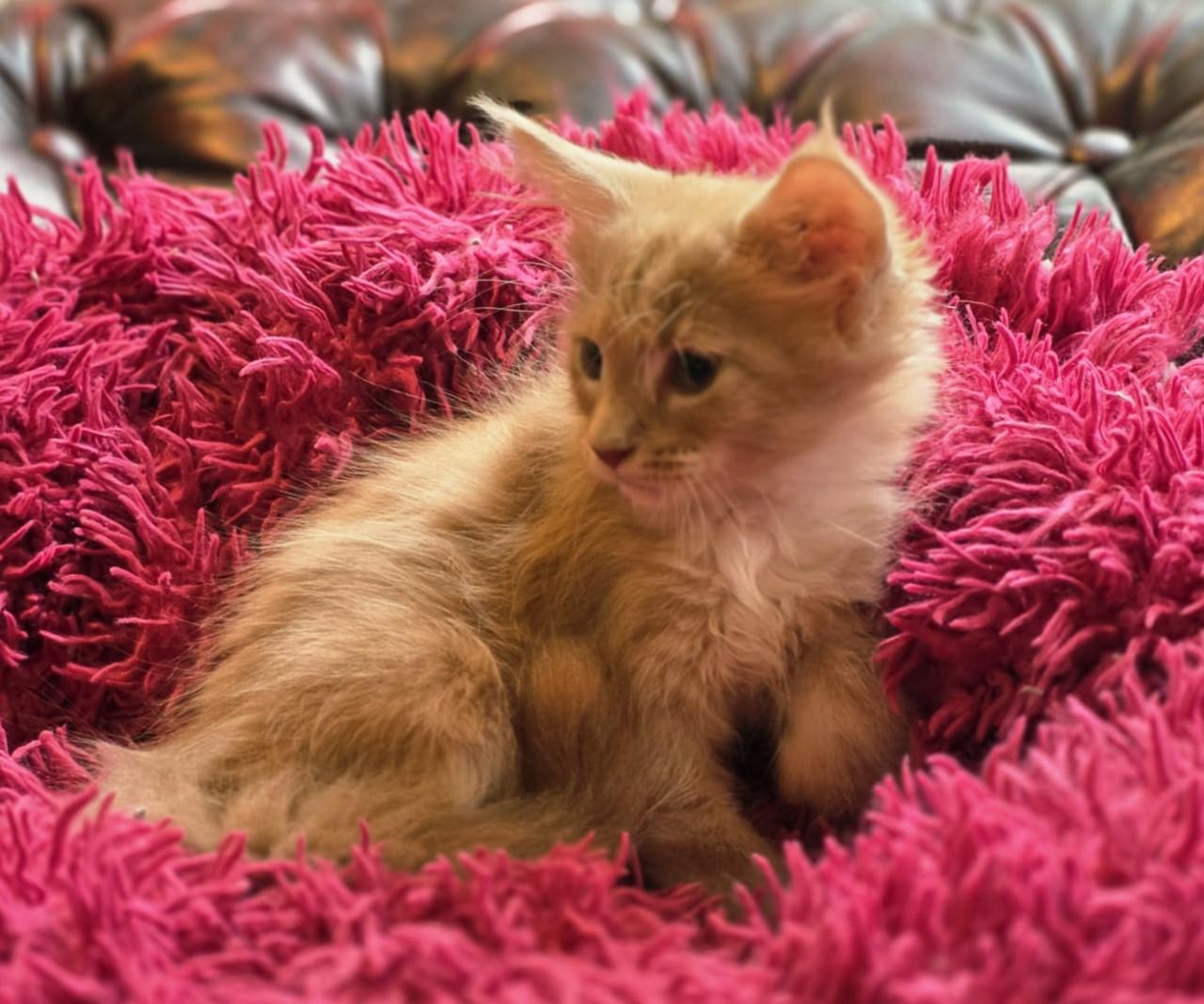 Prachtige Maine Coon kittens!