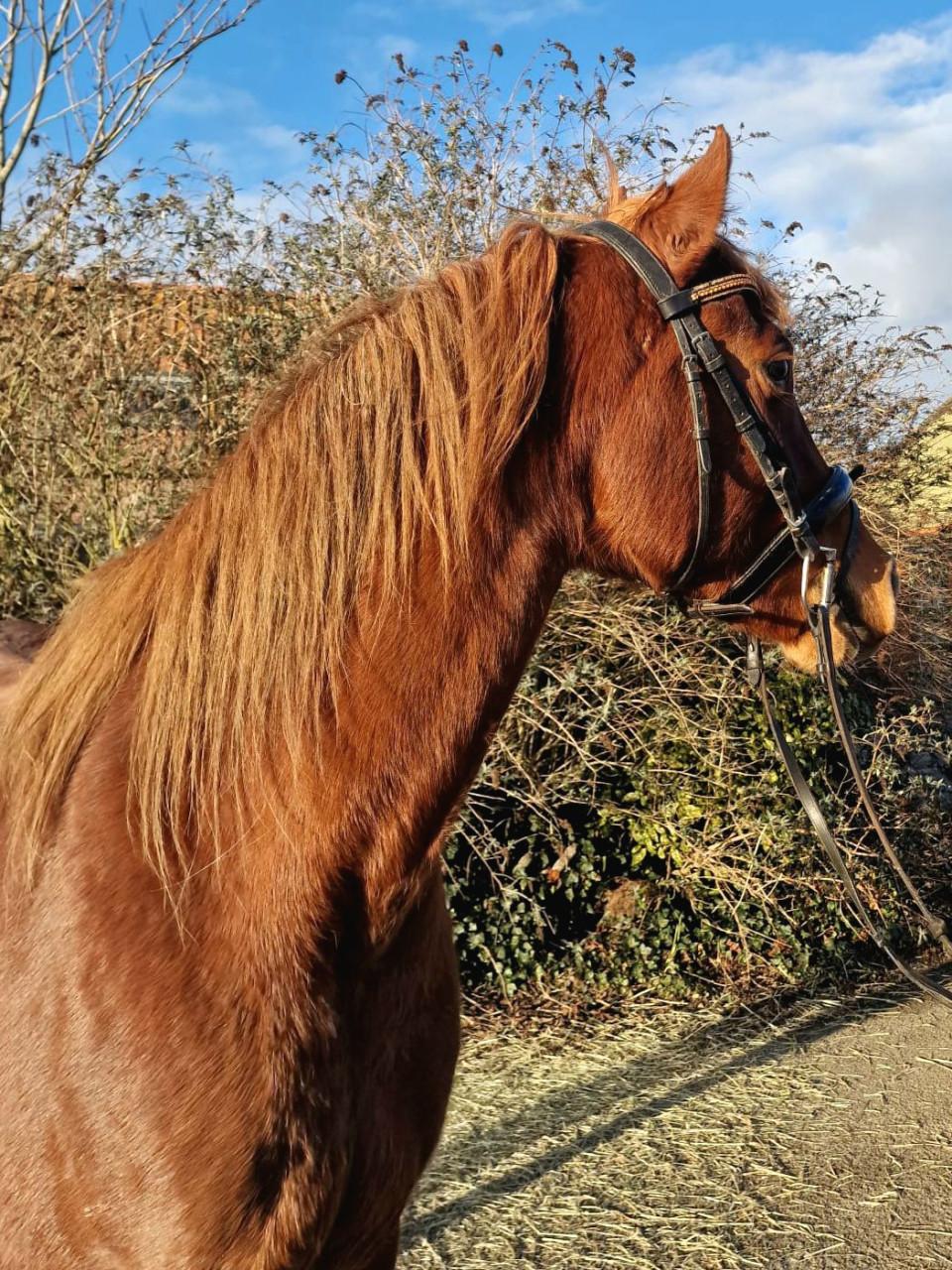 Lieve arabier merrie