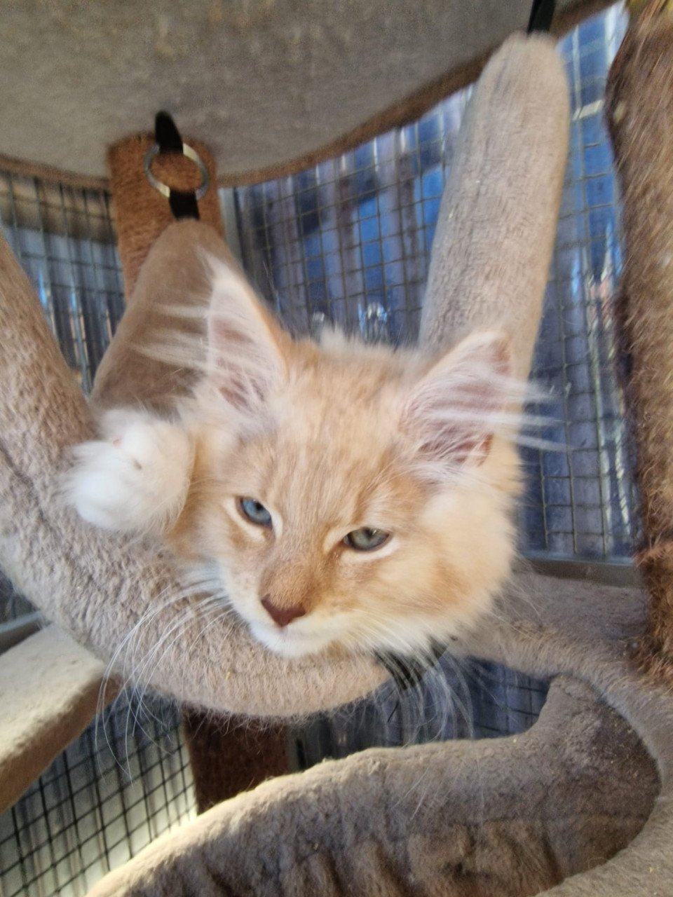 Te koop mooie lieve stoere Maine Coon katertje